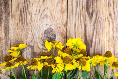 Helenium Bahçe sarı çiçek