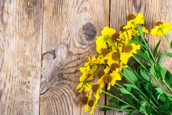 Helenium Bahçe sarı çiçek