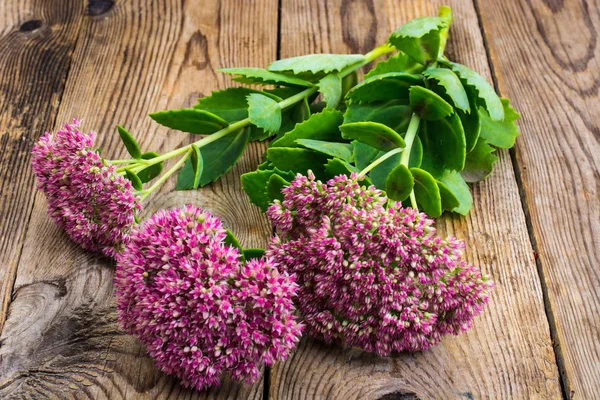 Garden and medicinal flower Sedum