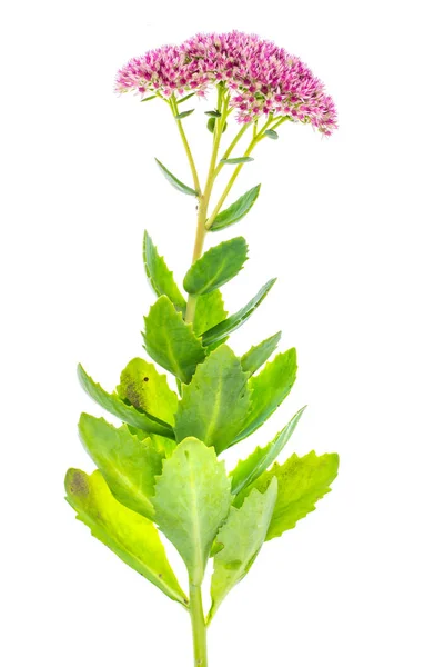 Zahrada a léčivý květ Sedum — Stock fotografie