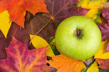 Yeşil elma sonbahar arka plan üzerinde bırakır