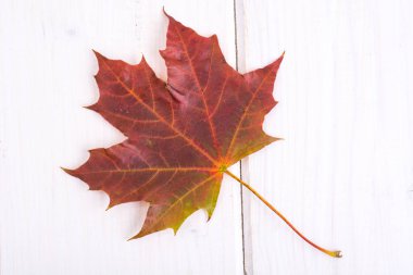 Beyaz tahtalar karşı kuru renkli akçaağaç yaprakları