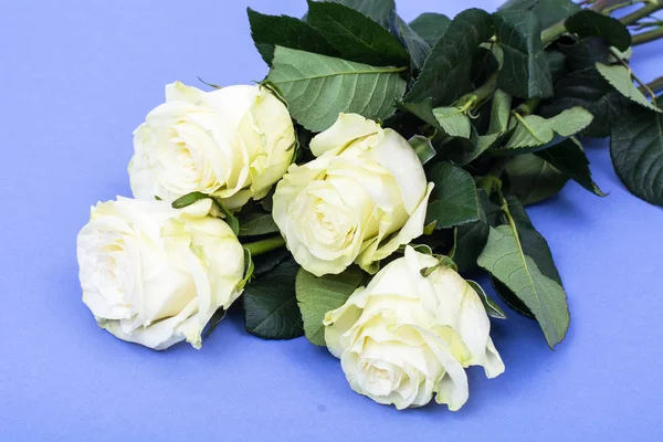 明るいパステル調の背景に白いバラ — ストック写真