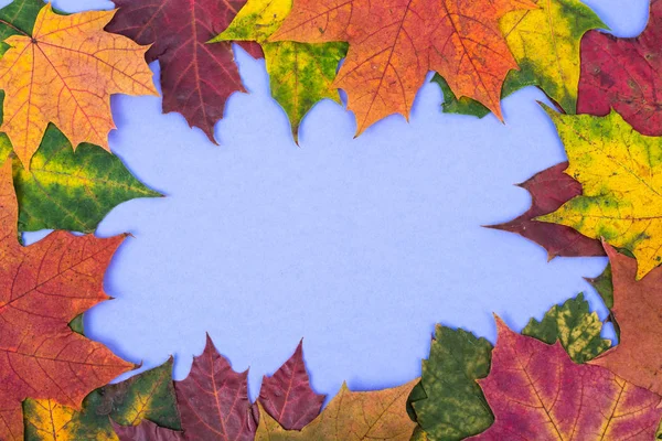 Marco de hojas de otoño de colores sobre fondo pastel brillante —  Fotos de Stock