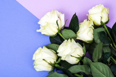 Parlak pastel arka plan üzerinde beyaz güller