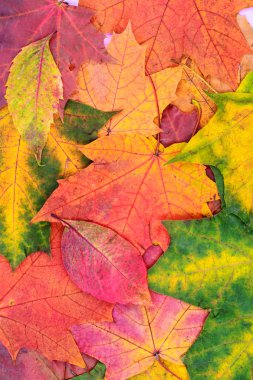 Masanın üzerinde yatan sonbahar parlak akçaağaç yaprakları