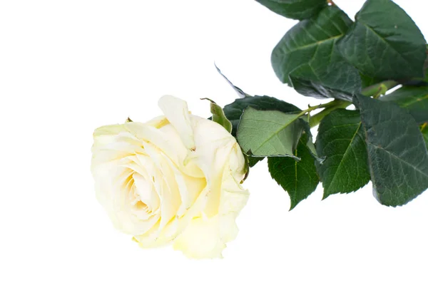 Bukiet białych róż — Zdjęcie stockowe