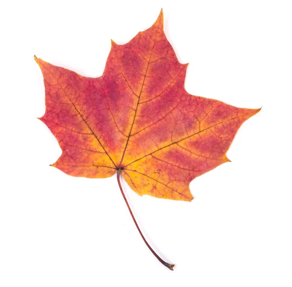 聖霊降臨祭で分離された 1 つの秋のカエデの葉 — ストック写真