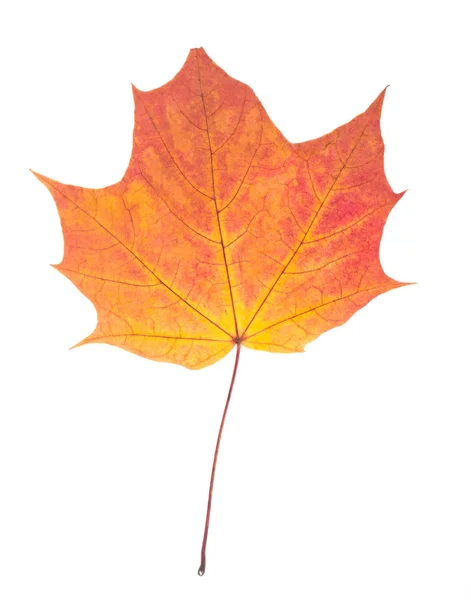 Jedna podzimní javorový list izolované na Svatodušní — Stock fotografie