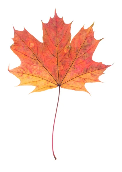 Jedna podzimní javorový list izolované na Svatodušní — Stock fotografie