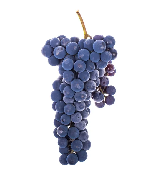 Tros blauwe rijp zoete druiven — Stockfoto