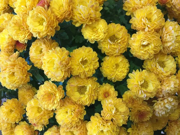 Strauch von leuchtend gelben Chrysanthemen — Stockfoto