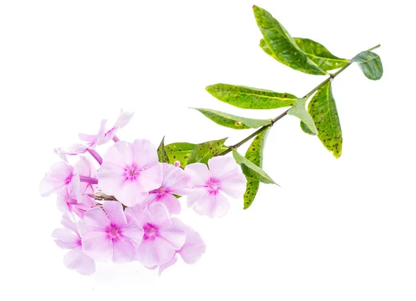 Une fleur de phlox isolée sur fond blanc — Photo