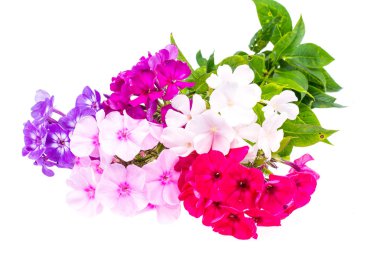 Beyaz arka planda Floxes