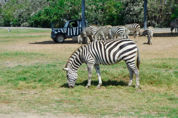 Zebra w Safari Park, Bangkok — Zdjęcie stockowe