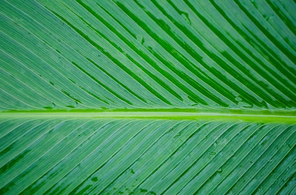 Поняття природи. Зелений фон з вологого аркуша пальмових дерев — стокове фото