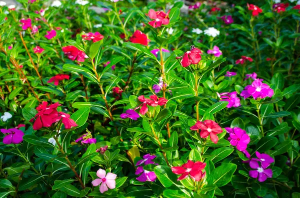 Vackra rosa blommor på bakgrunden av gröna blad — Stockfoto