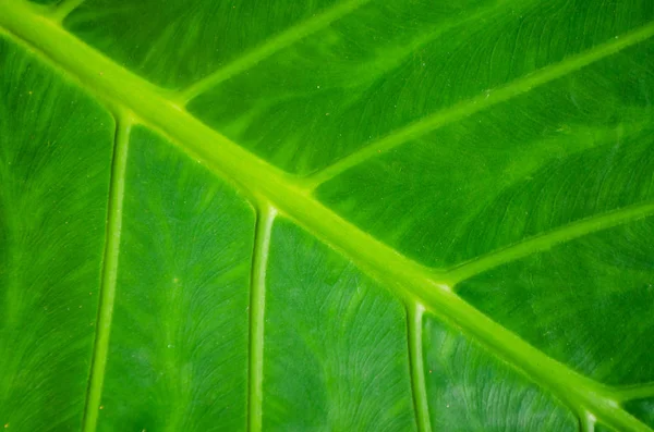 Concept de la nature. Le fond vert d'une feuille humide de palmiers — Photo