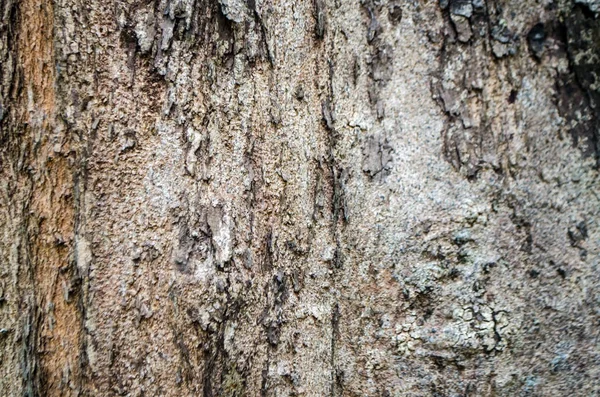 Sfondo naturale di corteccia di legno tropicale — Foto Stock