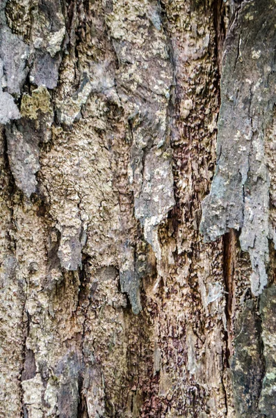 Contexte naturel de l'écorce de bois tropicale — Photo