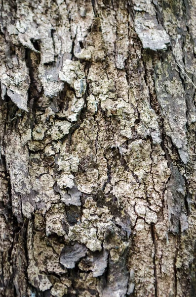 Contexte naturel de l'écorce de bois tropicale — Photo