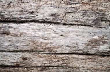 Tropikal Ağaç Kabuğunun Doğal Arkaplanı