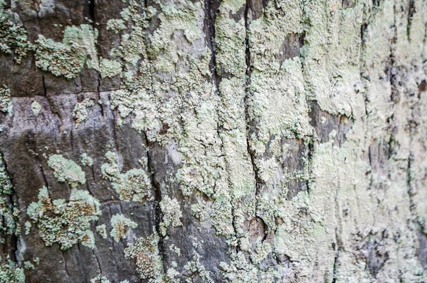 Sfondo naturale di corteccia di legno tropicale — Foto Stock