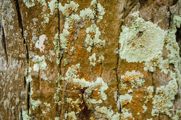 Antecedentes naturales de la corteza de madera tropical — Foto de Stock