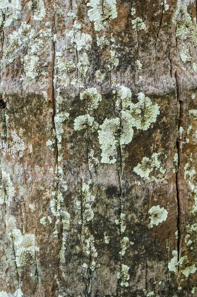 Antecedentes naturales de la corteza de madera tropical — Foto de Stock