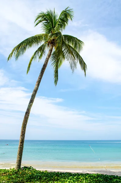 Одна пальма на березі — стокове фото
