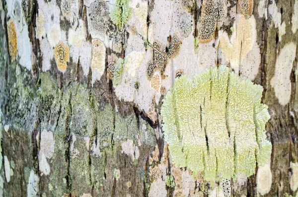 Sfondo naturale di corteccia di legno tropicale — Foto Stock