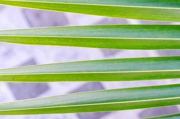 Tropikal palmiye yeşil yaprak yaratıcı düzeni