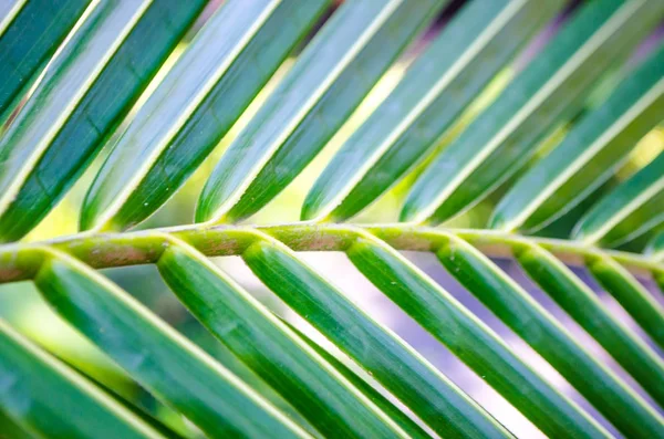 Creatieve lay-out van groen blad van tropische palm — Stockfoto