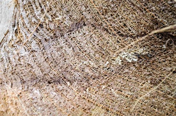 Texture en bois de la croûte, palmier tropical — Photo