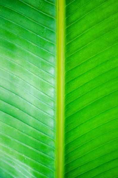 Творче планування зеленого листя тропічної долоні — стокове фото
