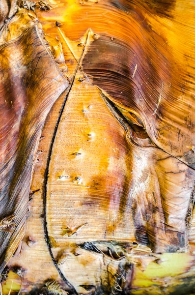 地壳的木质, 热带棕榈树 — 图库照片