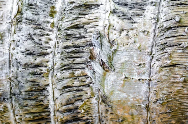 Texture en bois de la croûte, palmier tropical — Photo