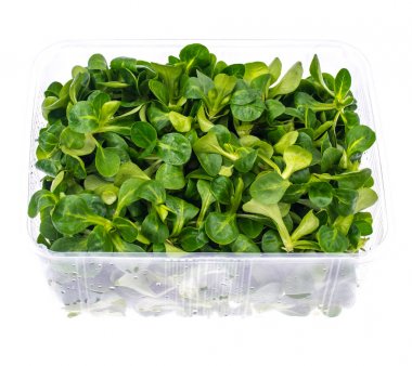 Kap içinde taze kök salata