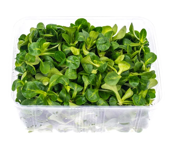 Verse wortel salade in container — Stockfoto