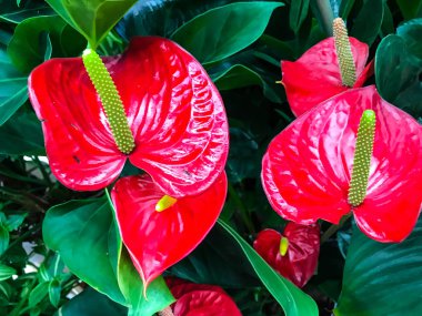 Dekoratif çiçekli callas