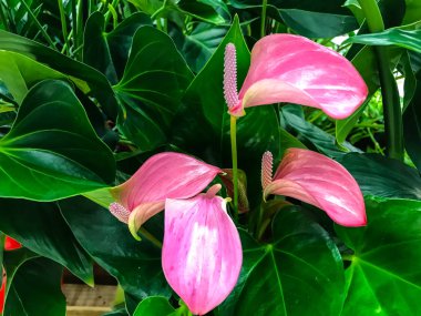 Dekoratif çiçekli callas