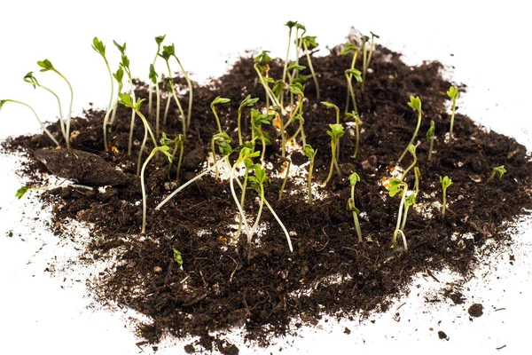 Growing cress salad at home — Stock Photo, Image