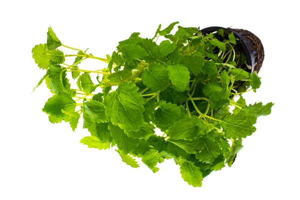 Fresh green scented lemon balm — Stock Photo, Image