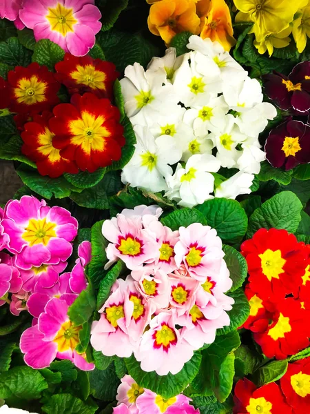 Φόντο των λουλουδιών από την πολύχρωμη άνοιξη λουλούδια νυχτολούλουδου — Φωτογραφία Αρχείου