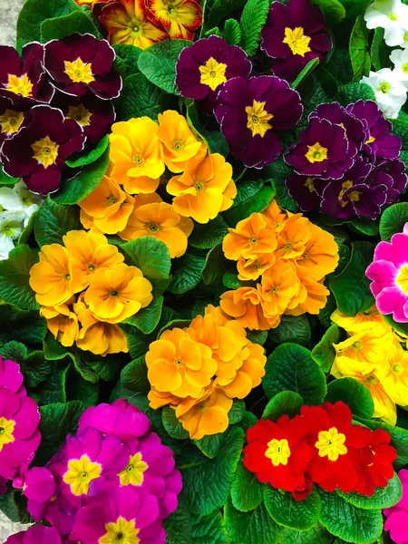 Background of flowers from colorful spring flowers primrose — Stock Photo, Image