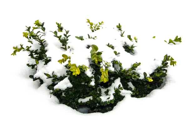 Буш зелений самшиту під снігом — стокове фото
