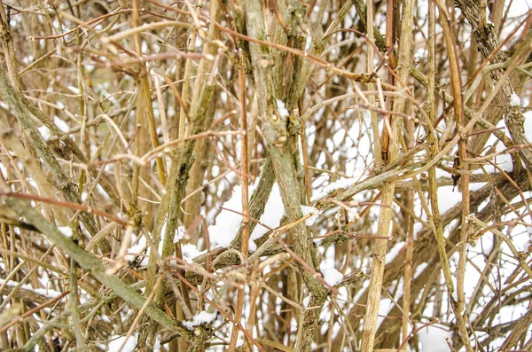 Branches de brousse grises sans feuilles dans la neige d'hiver — Photo