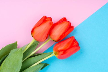 Parlak pastel arka plan üzerinde güzel kırmızı lale