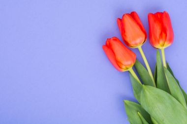 Parlak pastel arka plan üzerinde güzel kırmızı lale