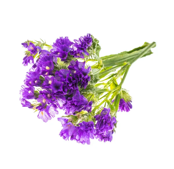 Сухі квіти кермека, лімонія — стокове фото